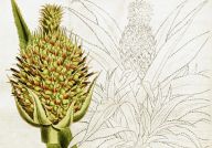 Recepty z roku 1923: Ananasové kompoty, šťávy, rosoly a marmelády: Pokládáte ananas za luxusní tropické ovoce,…