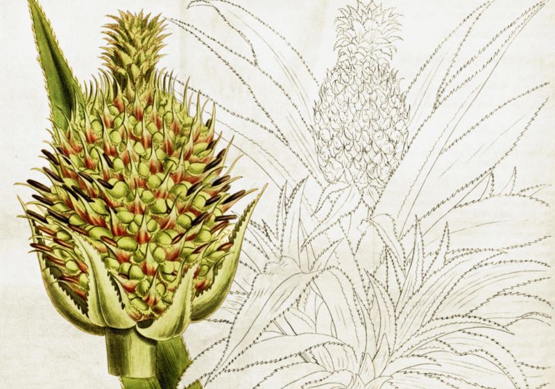 zobrazit detail historického snímku: Ananas.