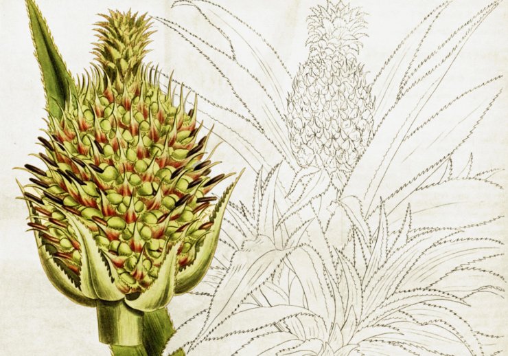 zobrazit detail historického snímku: Ananas.
