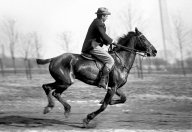 Jak u koní ovlivňuje dědičnost barvu srsti hříbat?: Článek z roku 1904 vám představí výsledky…