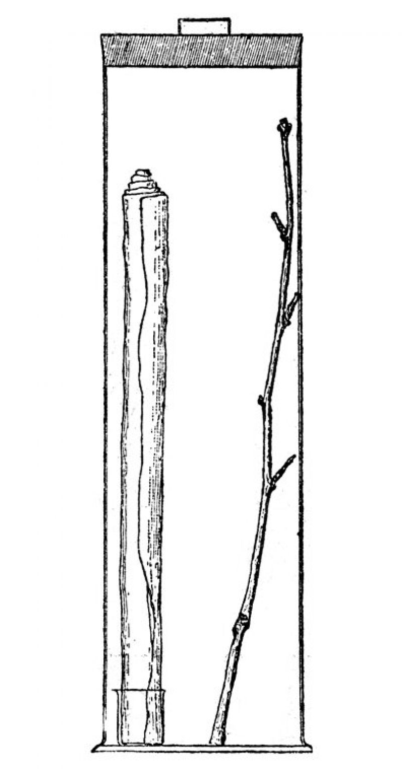 zobrazit detail historického snímku: Větvička připravená k étherisování