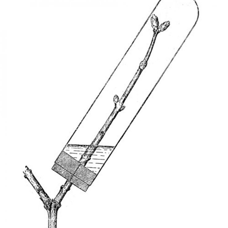 zobrazit detail historického snímku: Větvička isolovaná proti étherisování