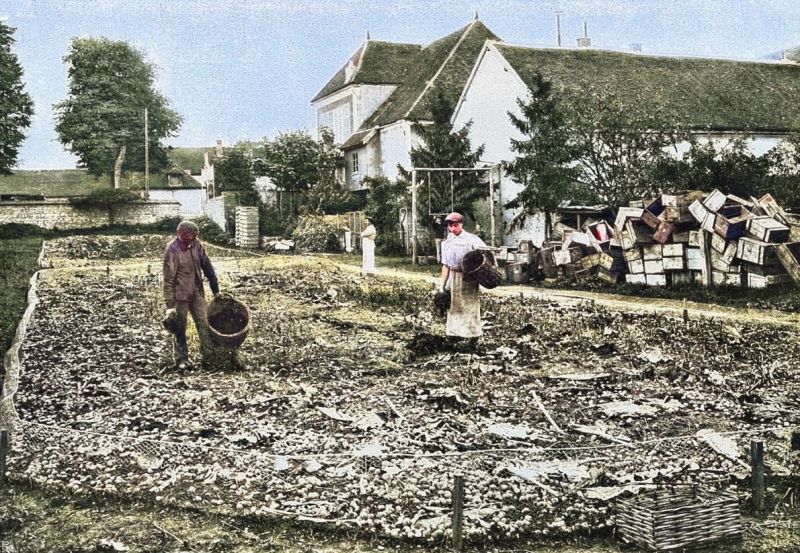 zobrazit detail historického snímku: Pěstění hlemýžďů v zahradní ohradě.