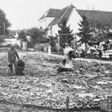 retro fotografie Pěstění hlemýžďů v zahradní ohradě.