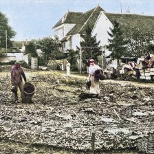 kolorovaná fotografie Pěstění hlemýžďů v zahradní ohradě.