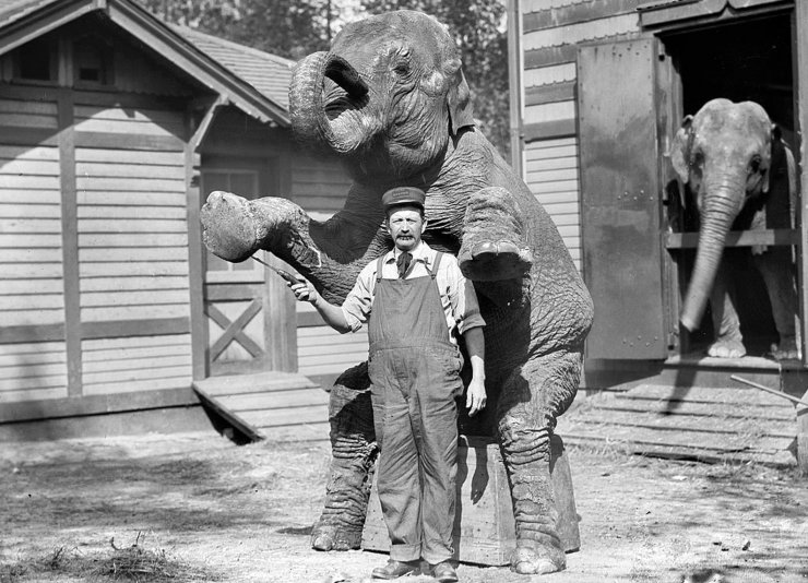 zobrazit detail historického snímku: Slon.