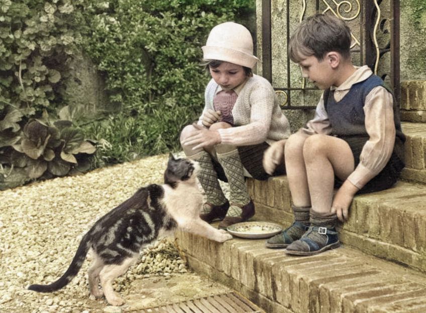 Kolik slov má kočičí jazyk? Kolik slov má kočičí jazyk?: Chtěli byste rozumět tomu, co přesně říká vaše kočka…