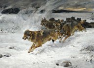 Rok 1923: Moravu ohrožují divocí vlci! A nebo ne?: Potkat divokého vlka ve městě, to není vůbec...