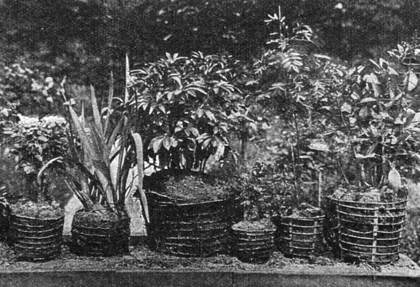 Drátěné květináče, zajímavá novinka nejen na zahradu: Chtěli byste pěstovat květiny v něčem zajímavém a…