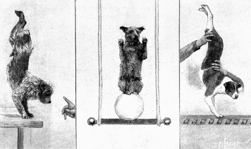 Jak probíhá drezura psů v cirkuse?: Máte rádi cirkusová vystoupení zvířat v cirkuse,…