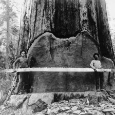 retro fotografie Američtí dřevorubci.