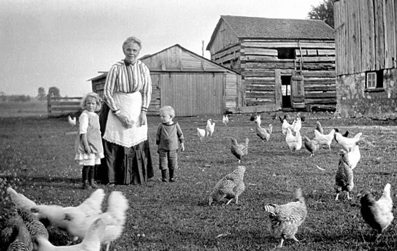 zobrazit detail historického snímku: Drůbeží farma.