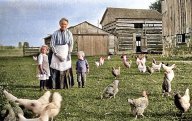 Rok 1890: Smutný osud čtyřnohého kuřete: Už malé děti kuře dobře znají a ví, kolik má...