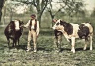 Krávy a zápřah - na co si dát pozor: Na tahání povozu je rozhodně lepší kůň nebo...