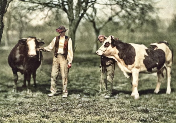 zobrazit detail historického snímku: Krávy.