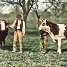kolorovaná fotografie Krávy.