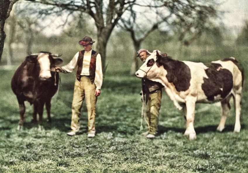 Rok 1893: Kráva před soudem. Proč jí soudce nakonec zprostil obžaloby?: Jak známe z písní jistého zpívajícího právníka, tak…