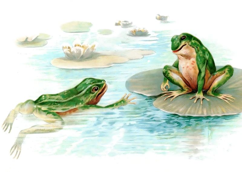 zobrazit detail historického snímku: Dvě žáby.