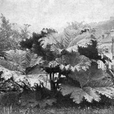 Obrovská ozdobná rostlina Gunnera scabra.