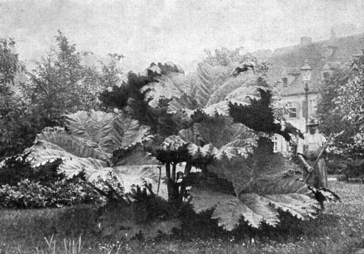 zobrazit detail historického snímku: Obrovská ozdobná rostlina Gunnera scabra.