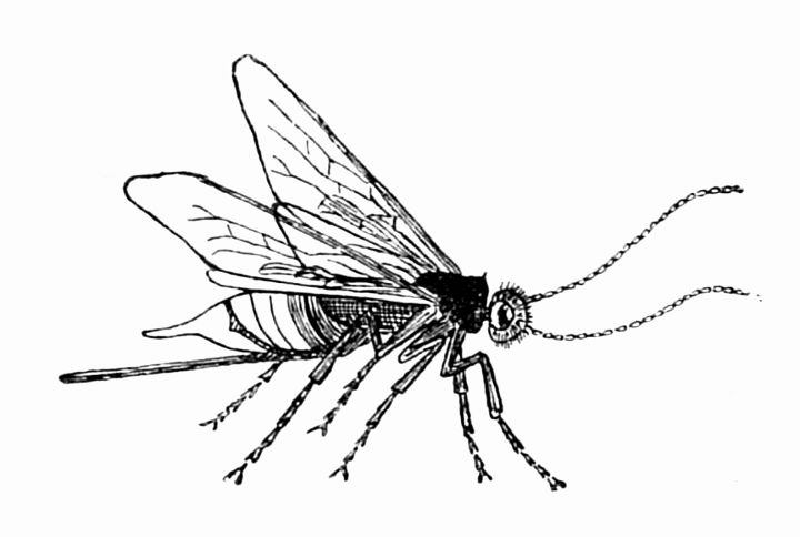 Hmyz, jenž vrtá kovy: Pilořitka velká (Sirex gigas L.). - klikněte pro zobrazení detailu