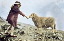 Rok 1921: Rekordní výkony a rekordní zisky australských střihačů ovcí