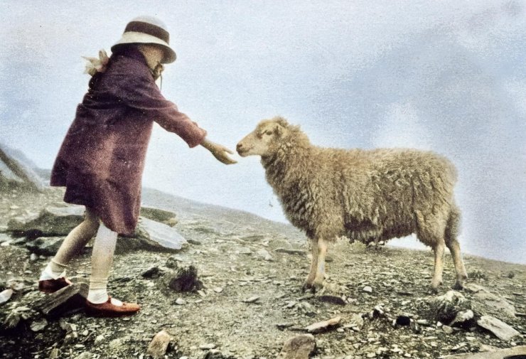 zobrazit detail historického snímku: Ovce.
