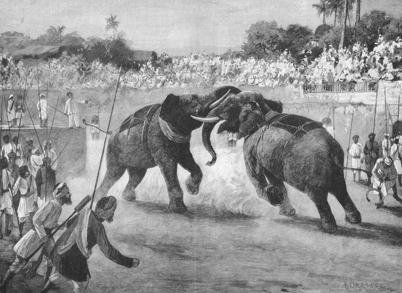 zobrazit detail historického snímku: Zápasy slonů v Indii.
