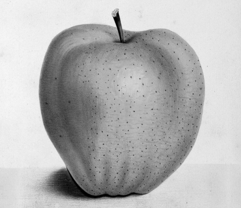 Chutná novinka: jablka bez jadérek : Pomeranče, víno nebo banány bez semínek jíme běžně.…