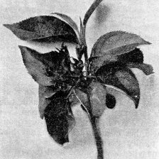 retro fotografie  Větévka bezjaderné jabloně s květem.