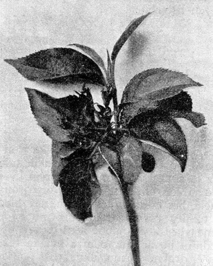 zobrazit detail historického snímku:  Větévka bezjaderné jabloně s květem.