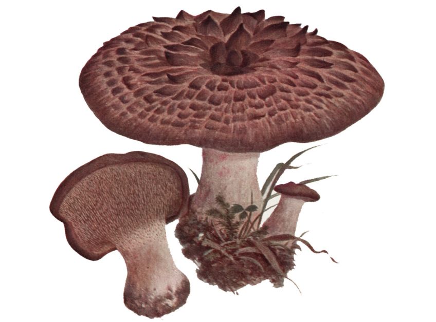 Nebezpečné omyly při rozpoznávání jedlých hub od jedovatých: Užíváte si současné krásné počasí v lese při sběru…