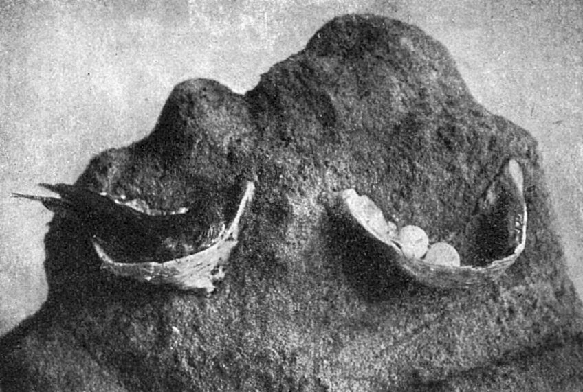 Jedlá hnízda vlaštovek - jak chutná a kolik stojí tato podivná čínská pochoutka  : Lidé po celém světě mají zvláštní chutě. Jednu…