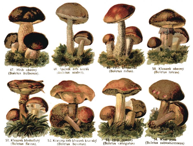 zobrazit detail historického snímku: Jedlé houby.