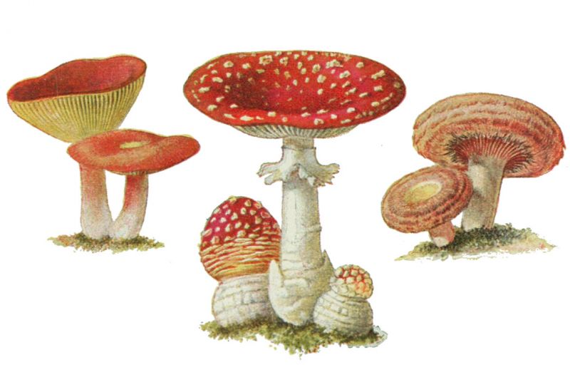 zobrazit detail historického snímku: Jedovaté houby.