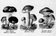 Tři historické recepty na černého kubu - z chudých, bohatých a pražských rodin: Chtěli byste ochutnat, jak se houbový černý kuba…