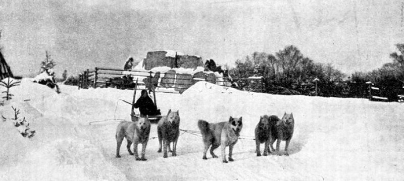 zobrazit detail historického snímku: Saně s eskimackými psy.