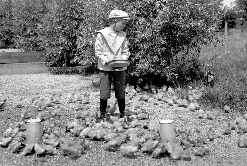 zobrazit detail historického snímku: Kachní farma.