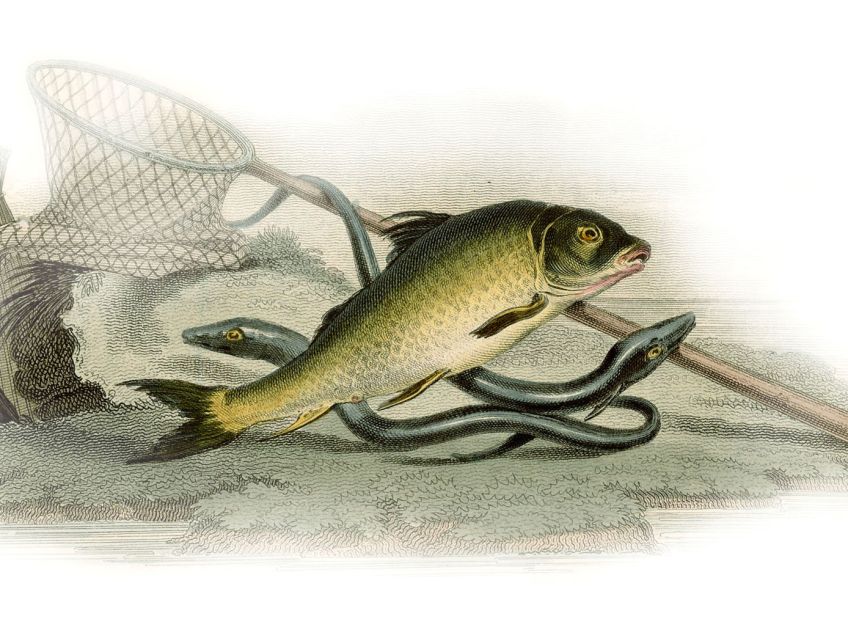 Jedenáct tradičních receptů našich prababiček na přípravu kapra: Máte už doma vánočního kapra a přemýšlíte, jak ho…