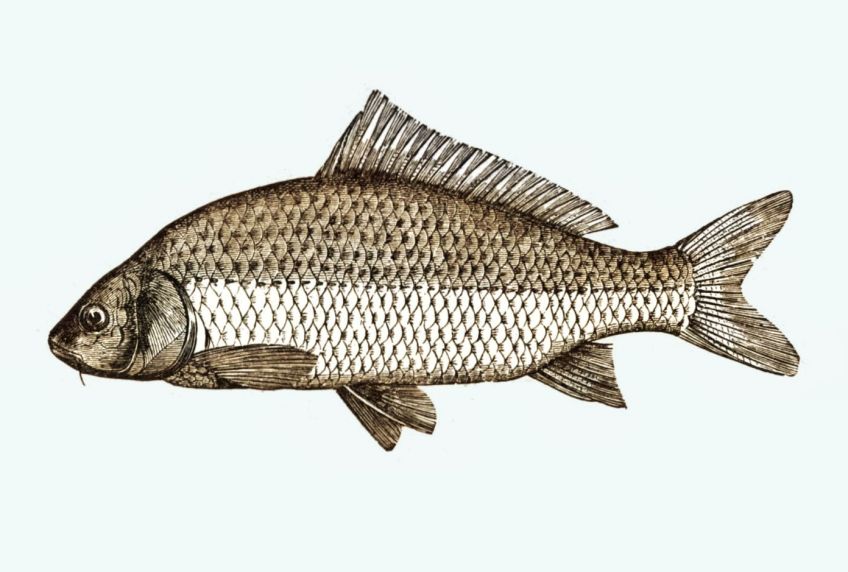 Tradiční rybí polévka a kapr na černo, modro nebo smažený podle receptů našich prababiček Tradiční rybí polévka a kapr na černo, modro nebo smažený podle receptů našich prababiček: Nemáte zatím jasno, jak připravíte kapra na…