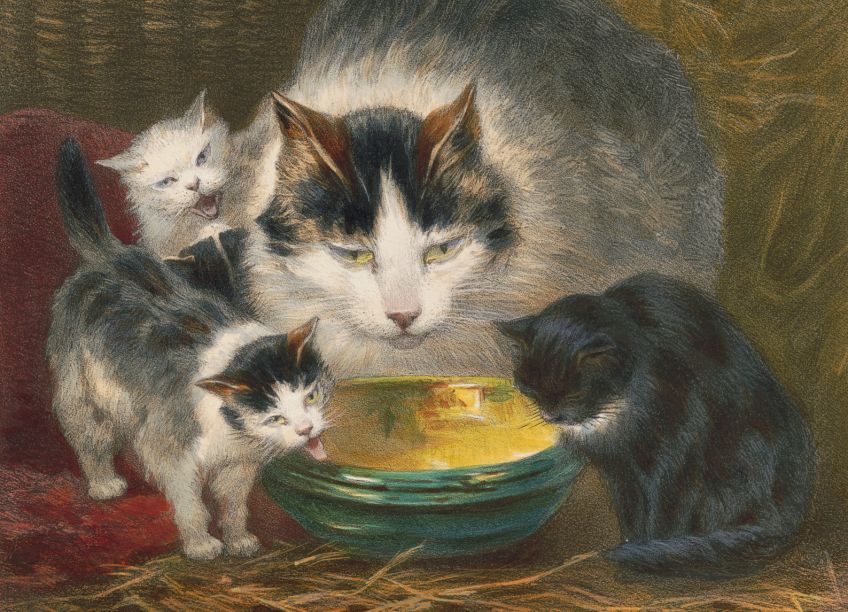 Rok 1898: Proč nosí anglické dámy kožichy ušité z koček? Rok 1898: Proč nosí anglické dámy kožichy ušité z koček?: Když se řekne kočka, tak vás asi napadne přítulný…