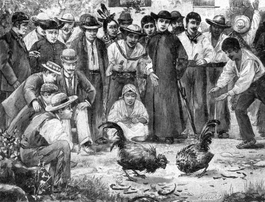 Kohoutí zápasy : Kohoutí zápasy jsou zvláštní zábavou, která i dnes…