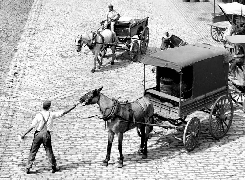 zobrazit detail historického snímku: Koně.