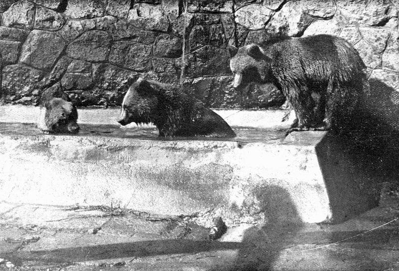 zobrazit detail historického snímku: Z konopištského medvědince.