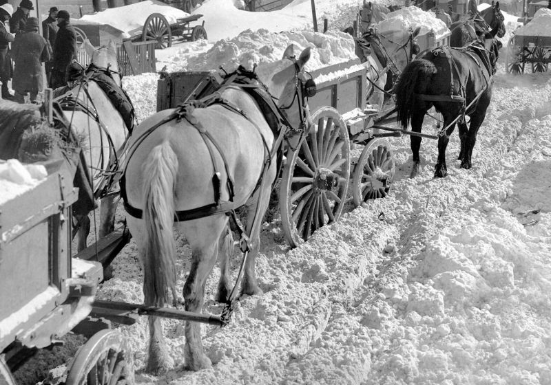 zobrazit detail historického snímku: Koně, táhnoucí naložené vozy sněhem.