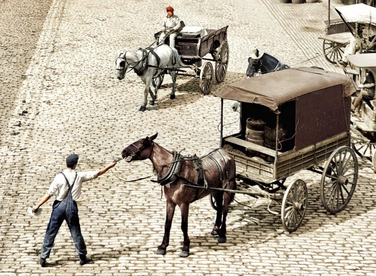 zobrazit detail historického snímku: Koně.