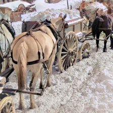 kolorovaná fotografie Koně, táhnoucí naložené vozy sněhem.