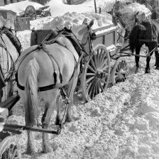 Koně, táhnoucí naložené vozy sněhem.