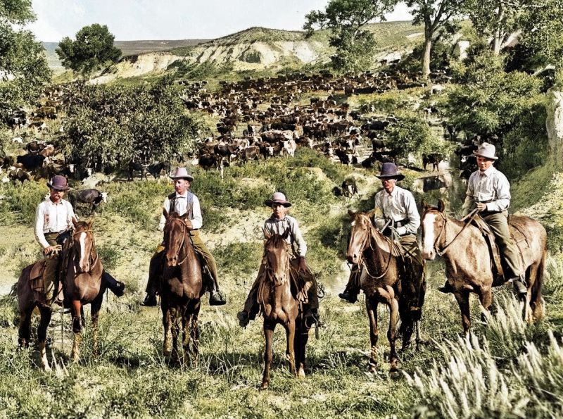 zobrazit detail historického snímku: Cowboyové v Americe se svým stádem.