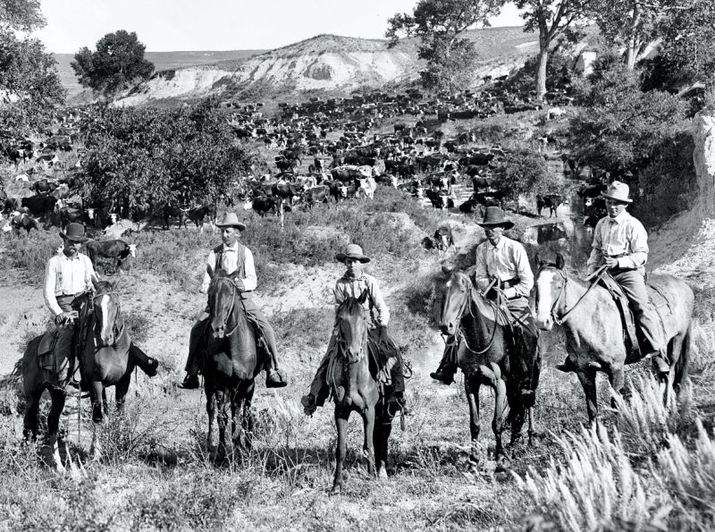 zobrazit detail historického snímku: Cowboyové v Americe se svým stádem.